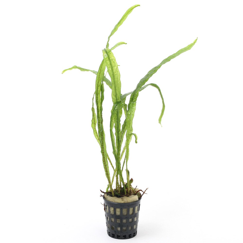 （水草）ミニポット　ミクロソリウム　セミナロー（水中葉）（無農薬）（３ポット）　北海道航空便要保温　ＣＲＣ12―58―50―50―00