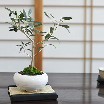 盆栽 オリーブ【ミニ盆栽 bonsai ぼんさい おりーぶ 初心者 入門 ギフト ラッピング 人気】