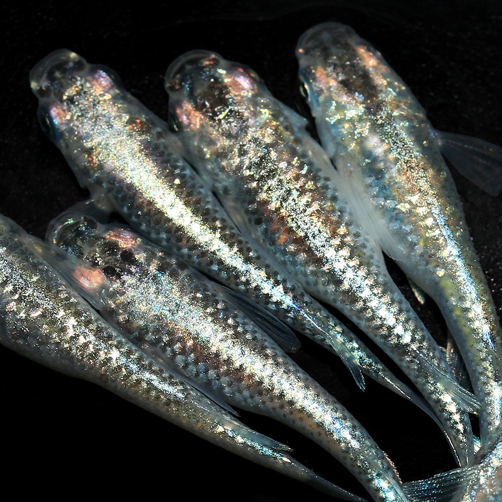 （めだか）サボテン体外光メダカ　メダカ屋サバンナ直系（５匹）　ＣＲＣ60―20―22―30―10