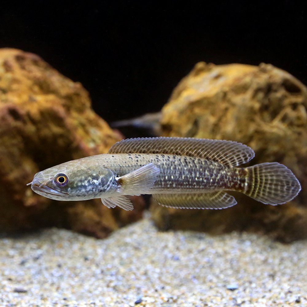 （熱帯魚）チャンナ・シアノスピロス（ワイルド）（１匹）　北海道航空便要保温　ＣＲＣ13―32―20―00―00 5,416円