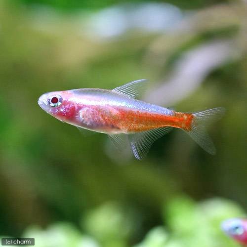 （熱帯魚）アルビノ・カージナルテトラ（２０匹）　北海道・九州航空便要保温　ＣＲＣ13―20―10―05―00