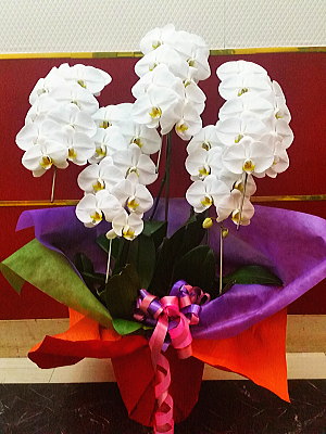 商品ID 7297 胡蝶蘭　白　５本立ち　生花