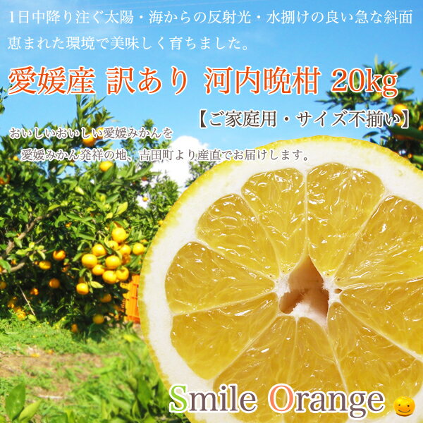 Qoo10] 一部送料無料愛媛県産 河内晩柑（訳あり）