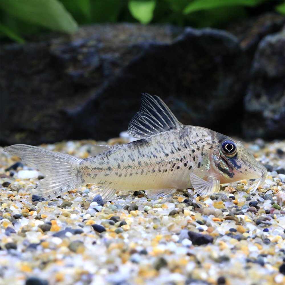 （熱帯魚）コリドラス・ニュークリスチーナ（ワイルド）（１匹）　北海道・九州航空便要保温　ＣＲＣ13―36―60―00―00