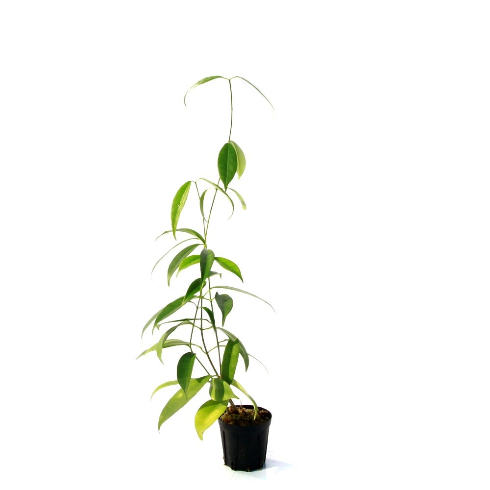 （観葉植物）ホヤ　ワリチー　Ｂｕｎｔｏｋ，　Ｃｅｎｔｒａｌ　Ｂｏｒｎｅｏ（１ポット）　ＣＲＣ12―88―01―00―00