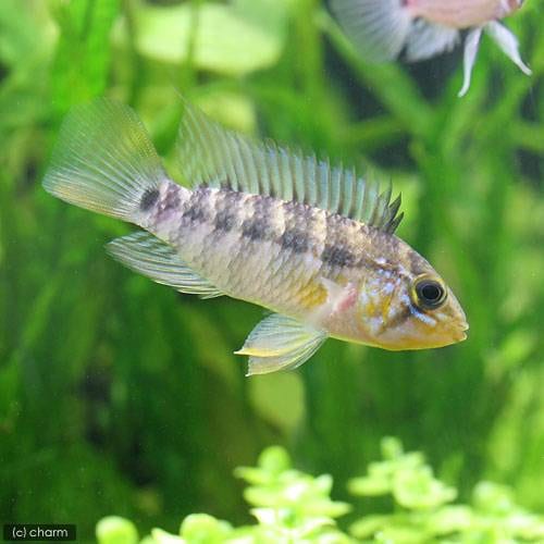 （熱帯魚）アピストグラマ・モアエ（ワイルド）（１ペア）　北海道・九州航空便要保温　ＣＲＣ13―28―16―00―00