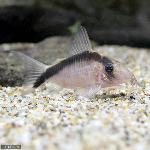 （熱帯魚）コリドラス・ロングノーズアークアタス（ワイルド）（１匹）　北海道・九州航空便要保温　ＣＲＣ13―36―50―00―00