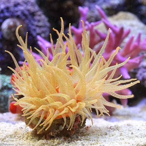 （サンゴ）ウチウラタコアシサンゴ　イエロー（１個）　ｙ－９　海水魚　ＣＲＣ26―50―40―30―60