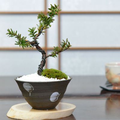 盆栽 イチイ【ミニ盆栽 bonsai ぼんさい 一位 初心者 入門 ギフト ラッピング 縁起 昇進 学業成就 お祝い 試験】