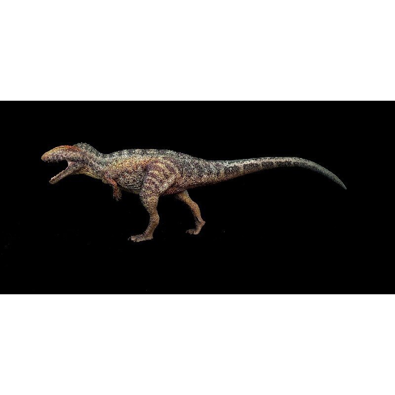 GR TOYS HAOLONGGOOD 1/35 サイズ カルカロドントサウルス 肉食 恐竜 リアル 科学 フィギュア PVC プラモデル おもちゃ 模型 プレゼント プレミアム 36cm級 オリジナ