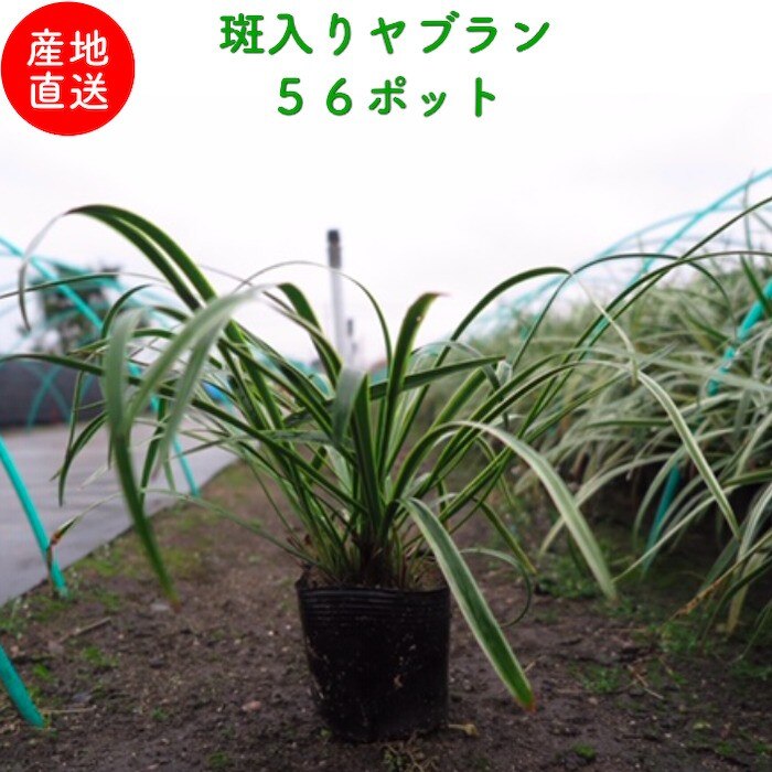 斑入りヤブラン １０.５cmポット ５６株
