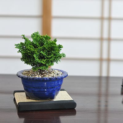盆栽 ミニ津山檜【ミニ盆栽 bonsai ぼんさい ひのき 初心者 入門 ギフト ラッピング 人気】