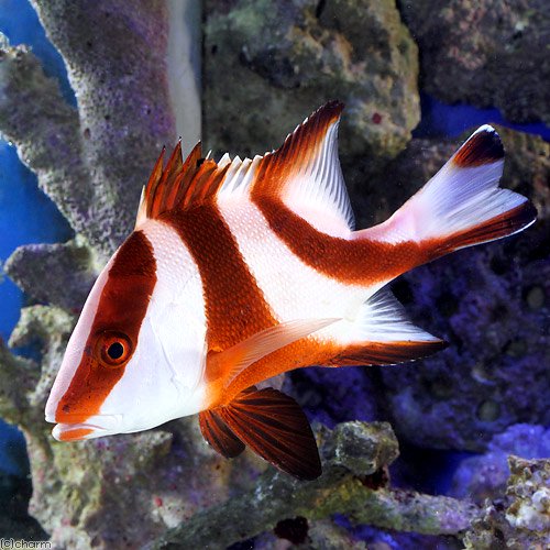（海水魚）センネンダイ（１匹）　北海道・九州航空便要保温　ＣＲＣ26―30―95―00―00 6,264円