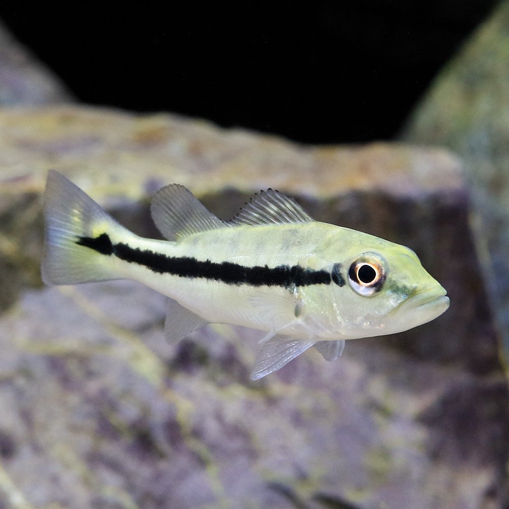 （熱帯魚）キクラ　メラニアエ　Ｓサイズ（約５ー１０ｃｍ）（ブリード）（１匹）　北海道航空便要保温　ＣＲＣ13―28―22―20―00