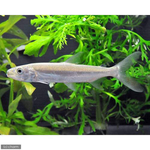 （熱帯魚）ゴリアテ・タイガーフィッシュ（１匹）　北海道・九州航空便要保温　ＣＲＣ13―20―15―00―00