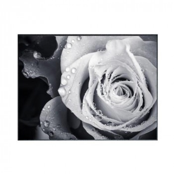Photography Rose アートパネル IAA-53191