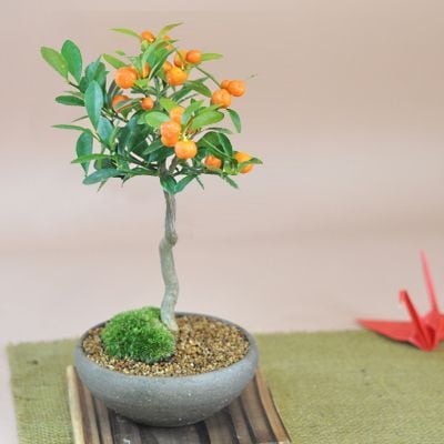 キンズ　かわいい実のなる盆栽【キンズ盆栽　人気の南国盆栽 ギフト 盆栽 開店 お祝い 退職 ラッピング 母の日 父の日 敬老の日 誕生日】