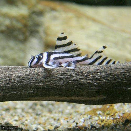 （熱帯魚）インペリアルゼブラプレコ　Ｓサイズ（３ー４．５ｃｍ）（ブリード）（１匹）　北海道・九州航空便要保温　ＣＲＣ13―44―20―00―00