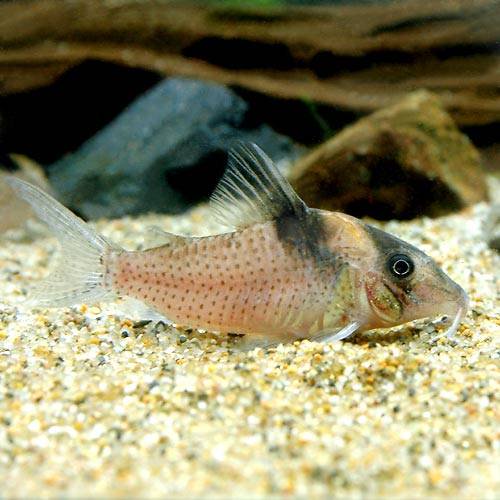 （熱帯魚）コリドラス・アマンダジャネア（ワイルド）（１匹）　北海道航空便要保温　ＣＲＣ13―36―50―00―00