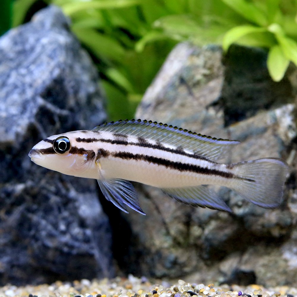 （熱帯魚）カリノクロミス　ポペリニ（１匹）　北海道・九州航空便要保温　ＣＲＣ13―28―46―00―00