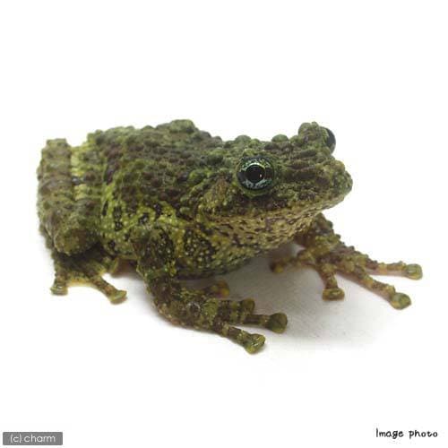 （両生類）ベトナムコケガエル　ＷＣ個体　Ｍサイズ（１匹）　北海道・九州航空便要保温　ＣＲＣ17―05―35―10―00