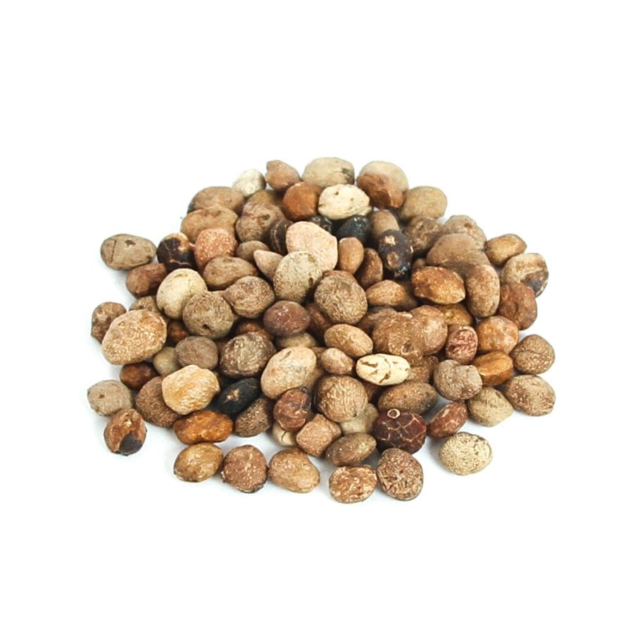 （観葉植物）【種子】オペルクリカリア　パキプス（１０粒）発芽温度３０℃ー　ＣＲＣ15―85―10―00―00