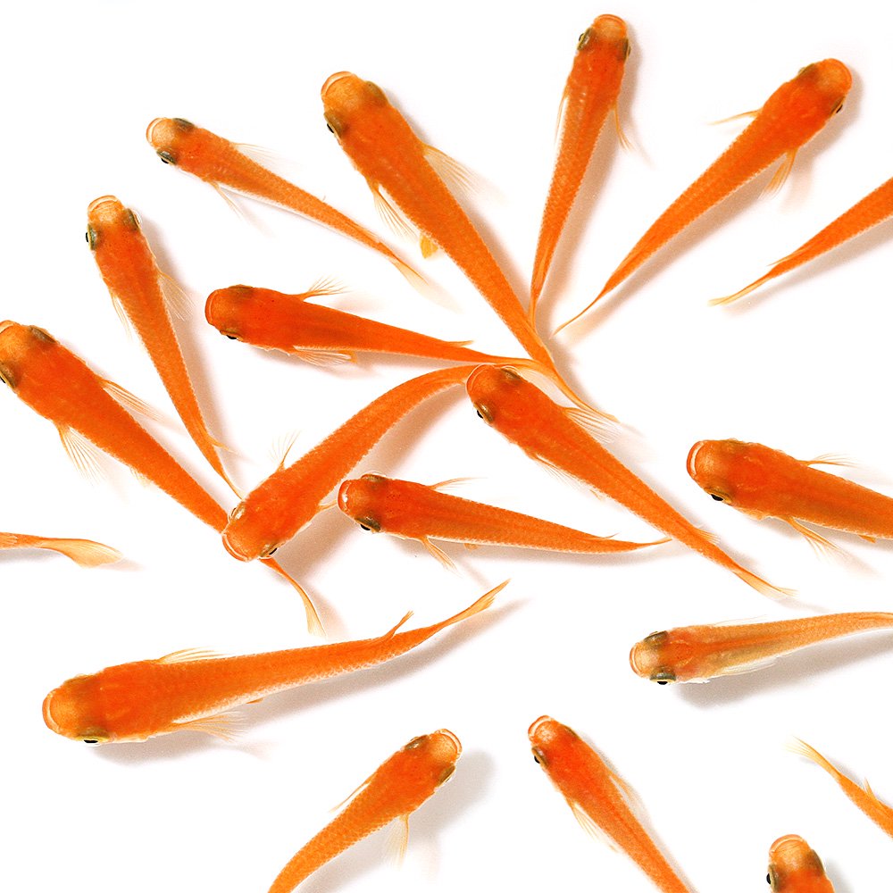 （めだか）楊貴妃メダカ（５０匹）　ＣＲＣ60―20―11―50―00