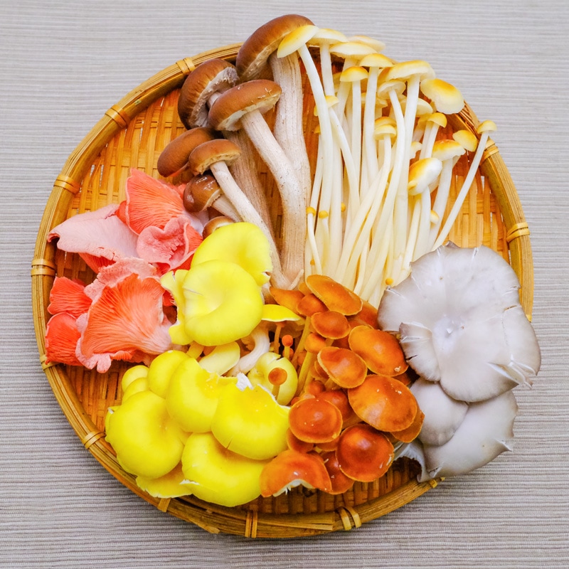 新鮮生きのこセット　大　6種類　各2パック（12パック）　長野県須坂市産　キノコ村　甘シャキ味えのき　野生種えのき　ひら茸　たもぎ茸　柳まつたけ　とき色ひら茸