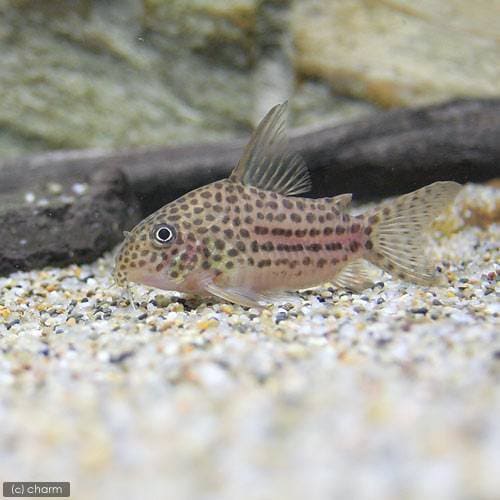 （熱帯魚）コリドラス・アラグアイエンシス（ワイルド）（１匹）　北海道・九州航空便要保温　ＣＲＣ13―36―20―00―00