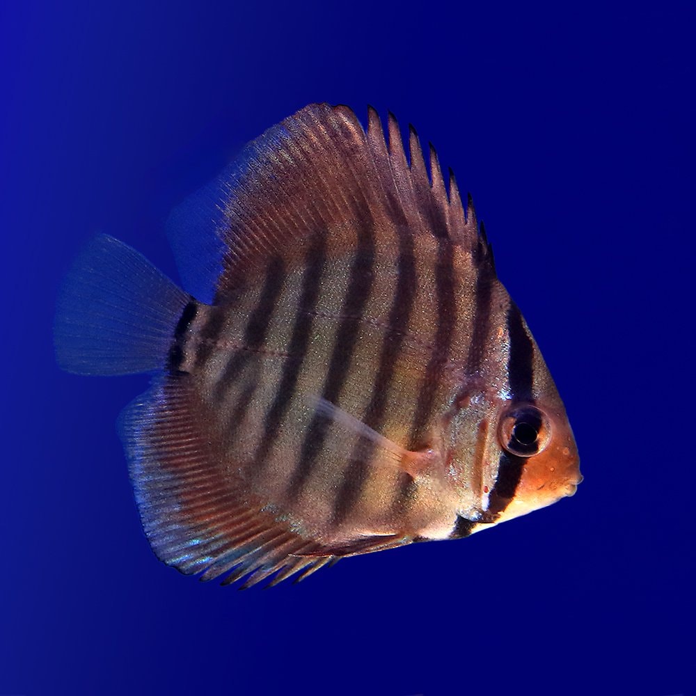 （熱帯魚）スーパーソリッドレッド　ディスカス　紅雲　Ｓサイズ（国産ブリード）（１匹）　北海道・九州航空便要保温　ＣＲＣ13―31―10―00―00
