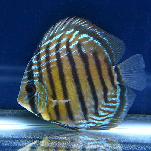 （熱帯魚）グリーン・ディスカス　テフェ産（ワイルド）（１匹）　北海道・九州航空便要保温　ＣＲＣ13―31―20―00―00
