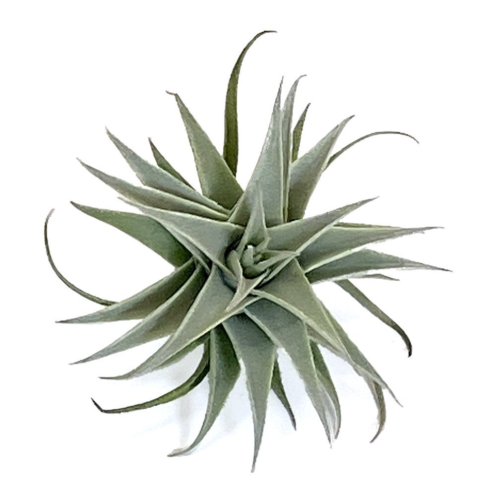 （観葉植物）エアープランツ　チランジア　エディシアエ　グリーンフォーム（１株）　ＣＲＣ17―80―45―00―00