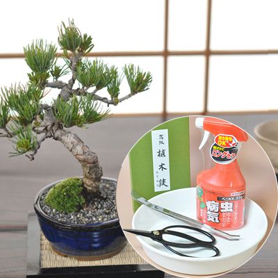盆栽 盆栽と初心者道具セット 入門 盆栽 五葉松 樹齢7年 初心者 道具セット ミニ盆栽 盆栽鋏 ピンセット トレー 殺虫剤 入門 ギフト お祝い 誕生日 お父さん 父 趣味 プレゼント ランキング