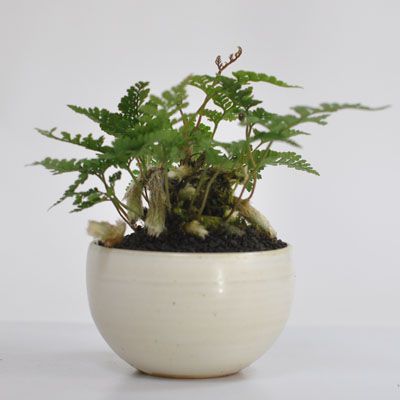 トキワシノブ【トキワシノブのミニ盆栽　涼をとる真夏の草盆栽 ギフト 盆栽 開店 お祝い 退職 ラッピング 母の日 父の日 敬老の日 誕生日】