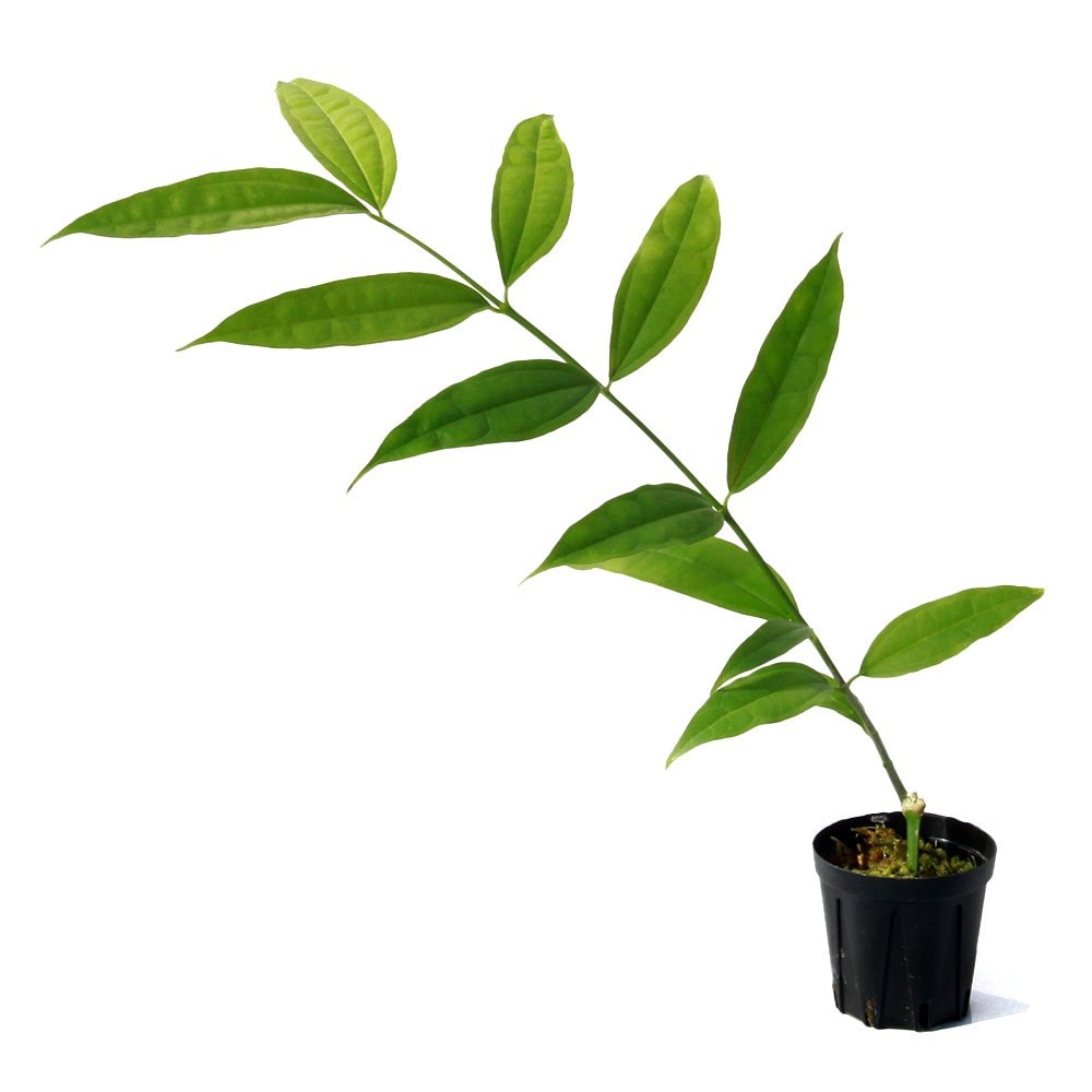 （観葉植物）ホヤ　メディニリフォリア　Ｋａｐｕａｓ　Ｈｕｌｕ，　Ｗｅｓｔ　Ｂｏｒｎｅｏ（１ポット）　ＣＲＣ12―88―01―00―00