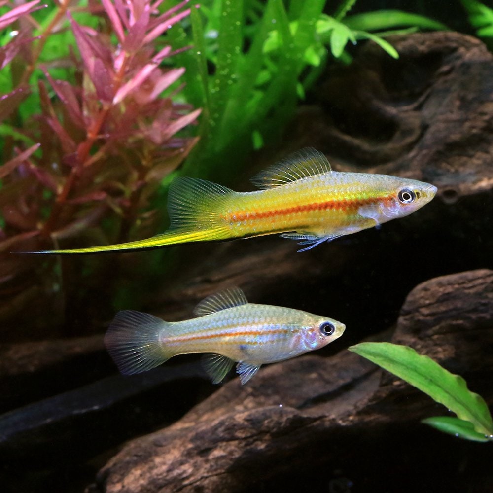 （熱帯魚）キシフォフォルス　ヘレリー　ＹＵＣＡＴＡＮ（ブリード）（１ペア）　北海道・九州航空便要保温　ＣＲＣ13―15―20―00―00