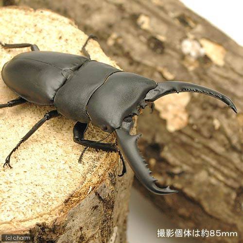 （昆虫）パラワンオオヒラタクワガタ　フィリピン　マンタリンガハン産　成虫　９５ー９９ｍｍ（１ペア）　北海道・九州航空便要保温　ＣＲＣ18―25―20―30―10