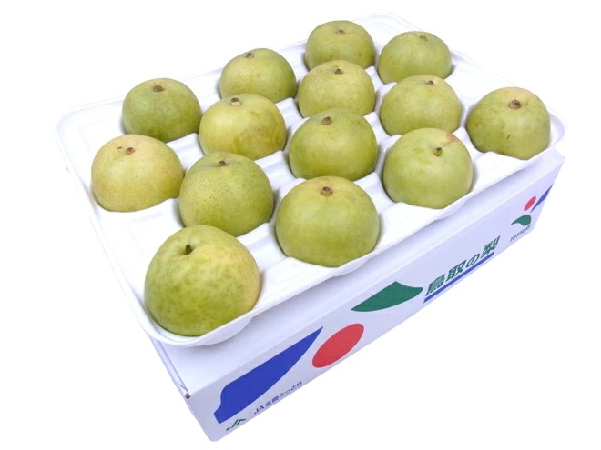 鳥取産 =二十世紀梨= 大玉12-18玉 約5kg 産地箱 予約 8月末以降