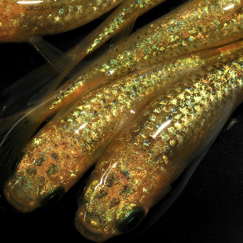 （めだか）サンシャインメダカ　メダカ屋サバンナ直系（３匹）　ＣＲＣ60―20―22―60―00