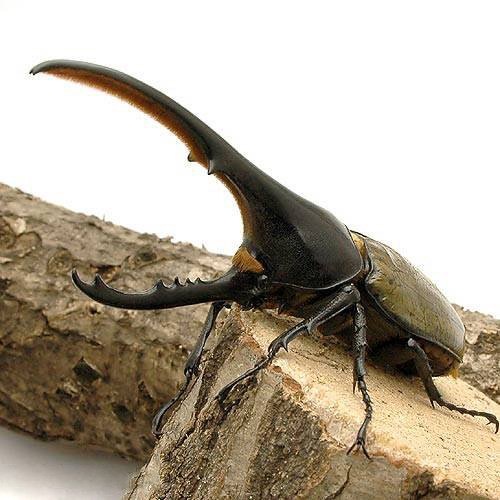 （昆虫）ヘラクレス・ヘラクレス　グアドループ産　オス１３２ｍｍ（１ペア）　北海道・九州航空便要保温　ＣＲＣ18―25―10―20―10