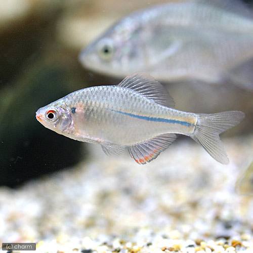 （淡水魚）カゼトゲタナゴ（３匹）　ＣＲＣ60―30―10―10―10