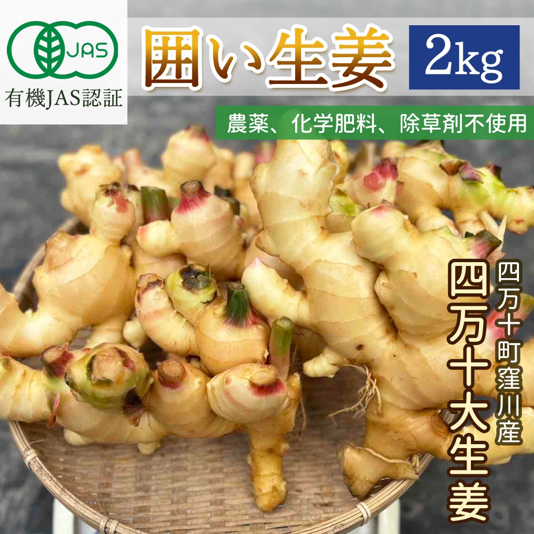 窪川産直 有機JAS 囲い生姜 2kg みよしファーム 囲生姜 洗い 生姜 四万十 大生姜 有機栽培 有機生姜 高知産 国産 オーガニック しょうが 四万十町 窪川 高知県産 産地直送