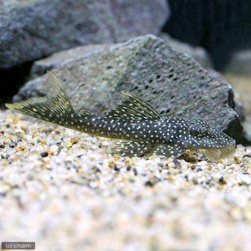 （熱帯魚）スタースパングル・プレコ（ワイルド）（１匹）　北海道・九州航空便要保温　ＣＲＣ13―44―10―00―00