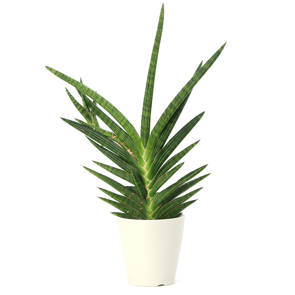 （観葉植物）サンスベリア　モトムケニア　クランプ　５号（１鉢）　ＣＲＣ15―30―10―10―00