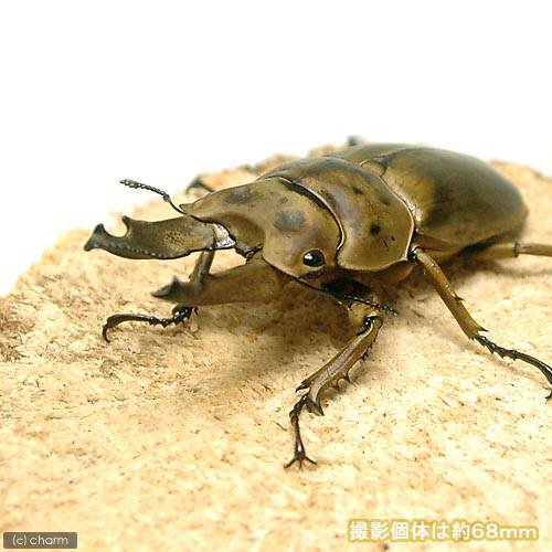 （昆虫）モセリオウゴンオニクワガタ　マレーシア産　成虫　ＷＤ　６０ー６４ｍｍ（１ペア）　北海道・九州航空便要保温　ＣＲＣ18―25―20―30―10