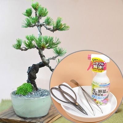 盆栽 ミニ盆栽 初心者道具セット 五葉松 初心者 道具 盆栽 趣味 入門 セット 盆栽鋏 ピンセット 薬剤 園芸トレー 初心者 育て方 説明書 肥料 付属 鉢植え 剪定 木 記念 bonsai ボンサ