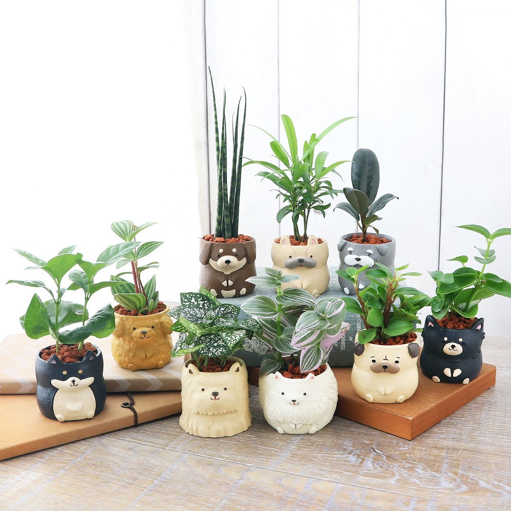 （観葉植物）おまかせミニ観葉　リトルドッグ　鉢おまかせ（５鉢）　鉢植え　おしゃれ　室内　プレゼント　ＣＲＣ15―20―25―30―00