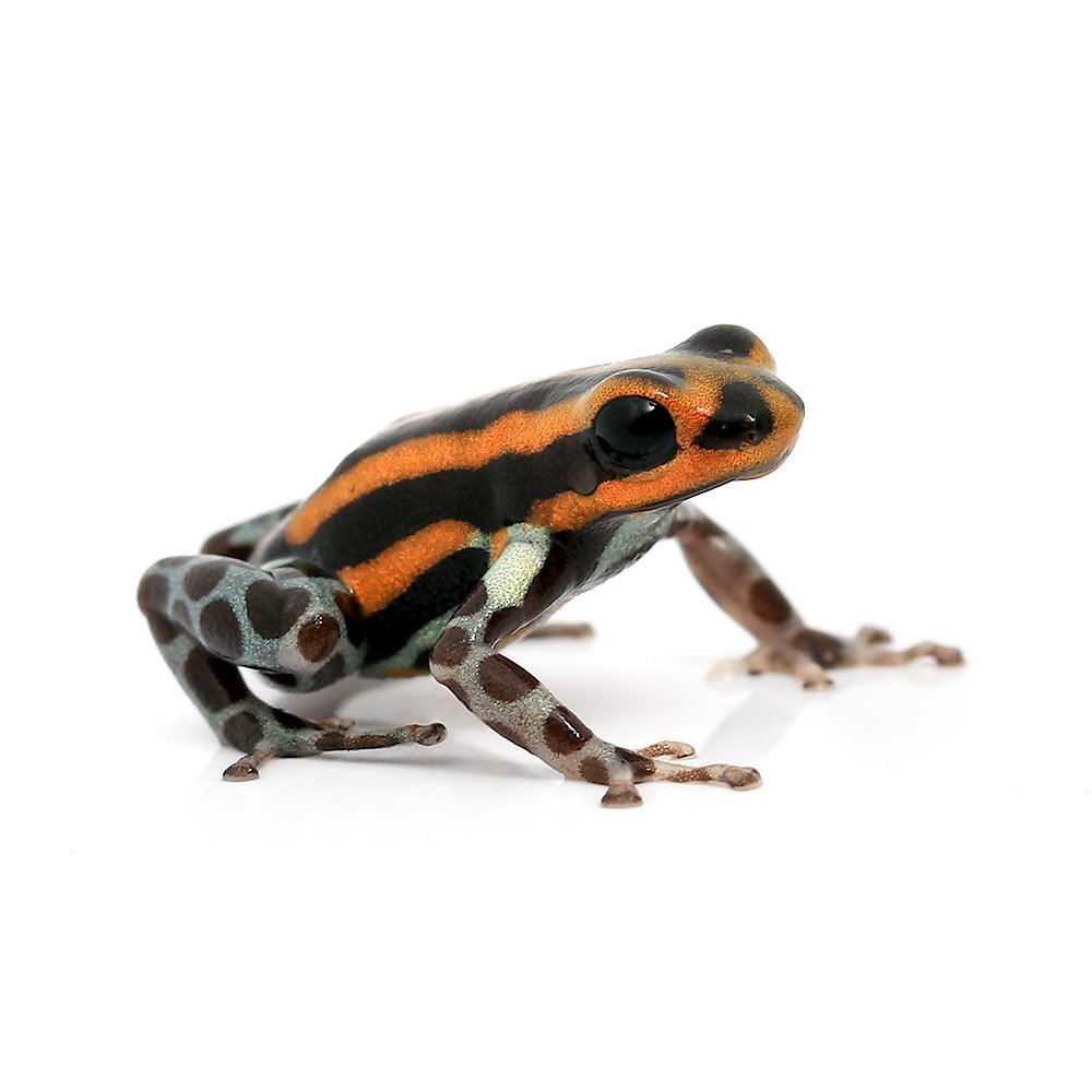 (両生類)シレンシスヤドクガエル オレンジorange(1匹) CRC17―05―35―20―00 16,888円