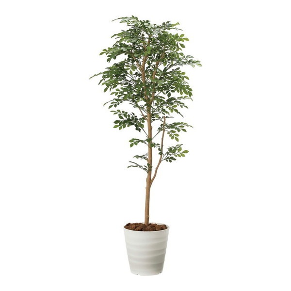 アートクリエイション 2107A300 トネリコ1.6 メーカー直送