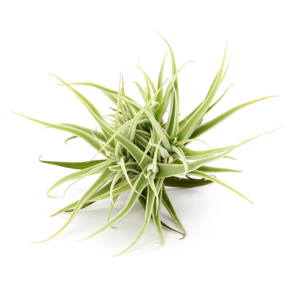 （観葉植物）エアープランツ　チランジア　パレアセア　アプリマセンシス（１株）　ＣＲＣ15―50―10―00―00